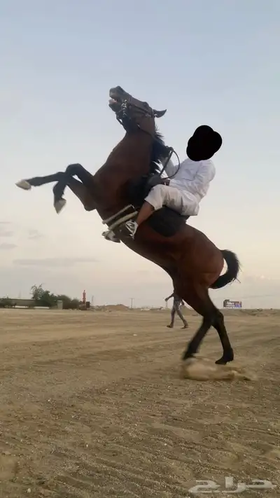 الخيل كفو index