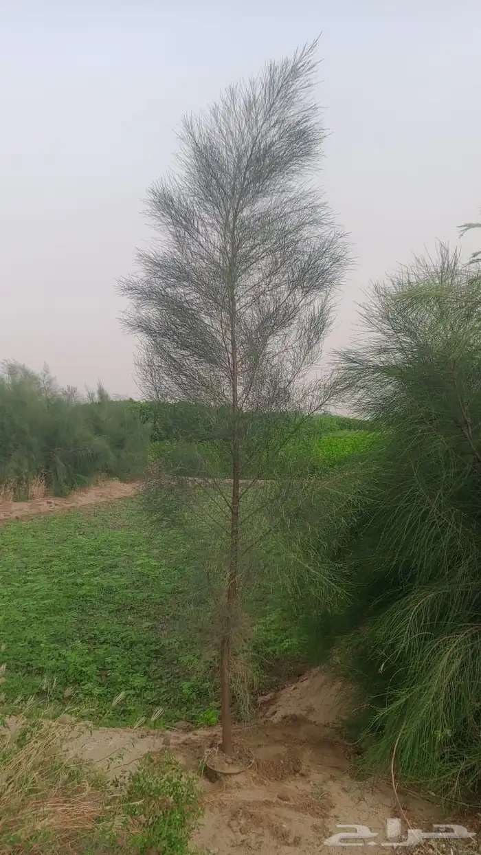 بونسيانا 2