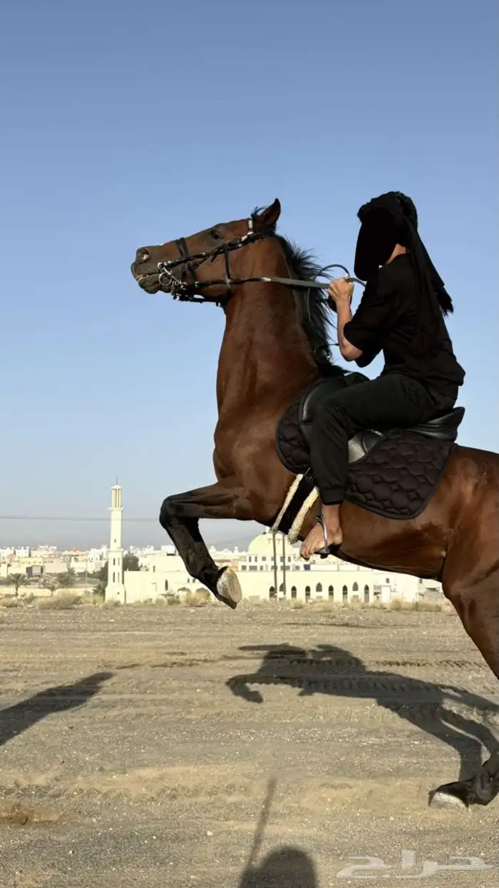 الخيل كفو 2