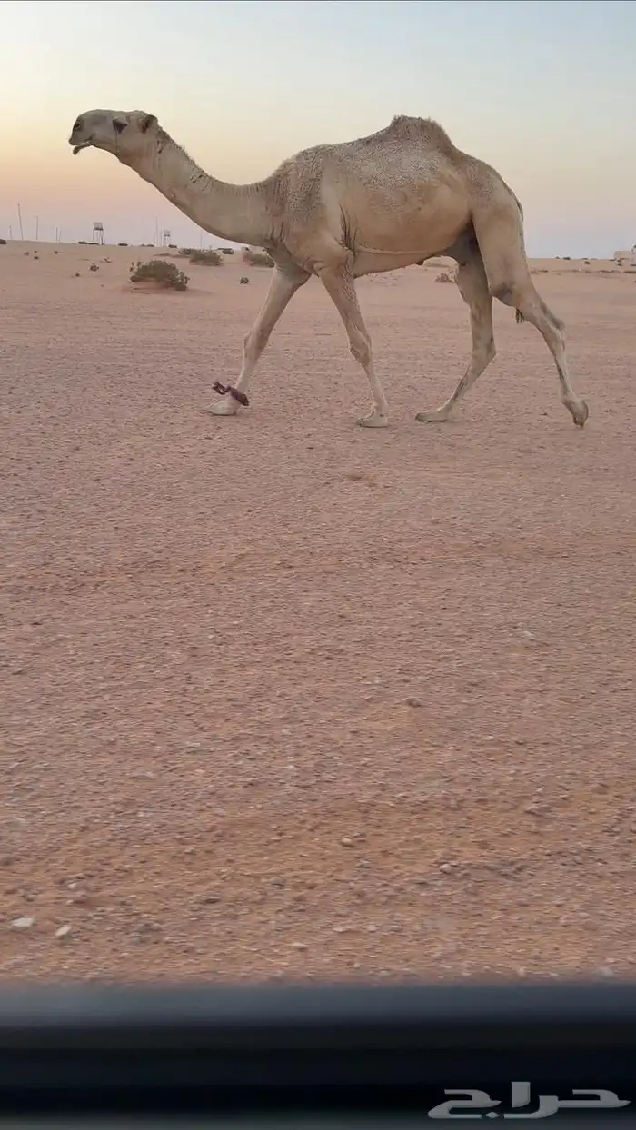 للبيع قعود مستقبل فحل 2