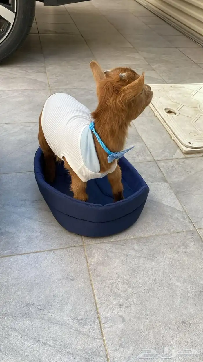 ماعز قزم تشيكي امريكي عمر شهرين 3