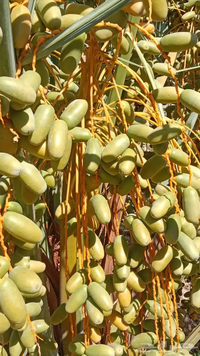 العلا قرية أمتان 0