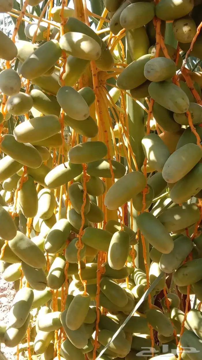 العلا قرية أمتان 5