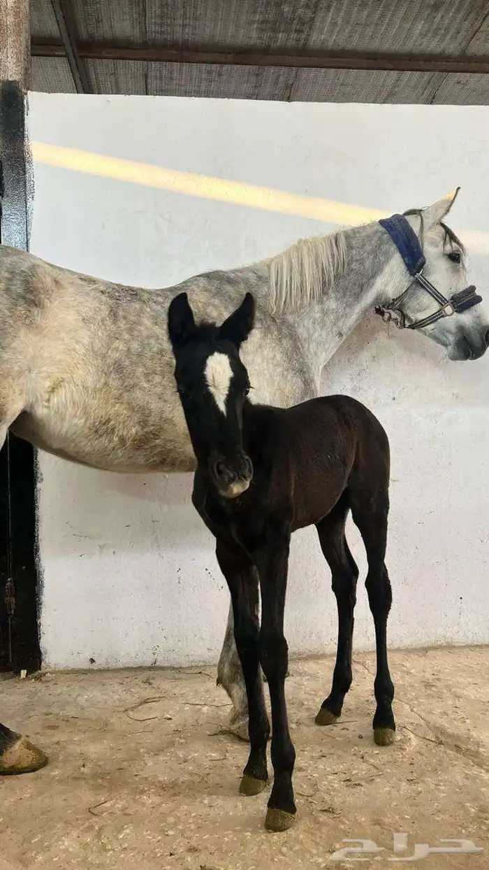 فرس شعبيه تحتها مهره 0