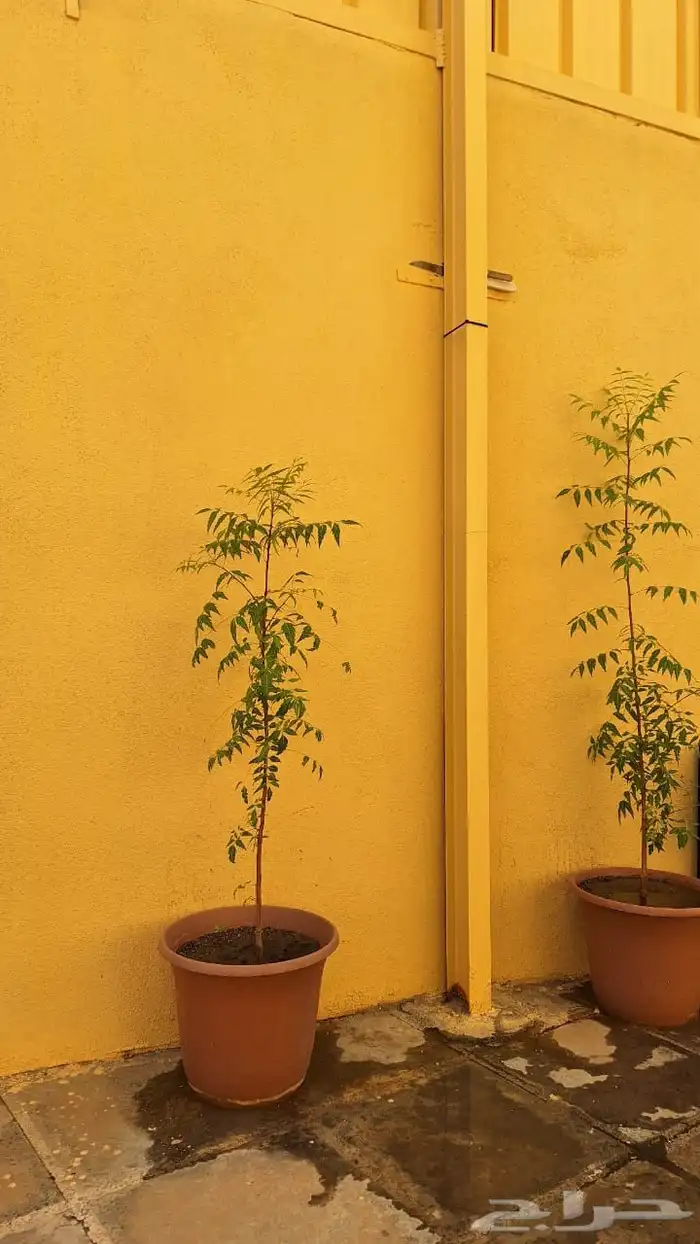 شجر نيم الحبه بعشرين ريال 0