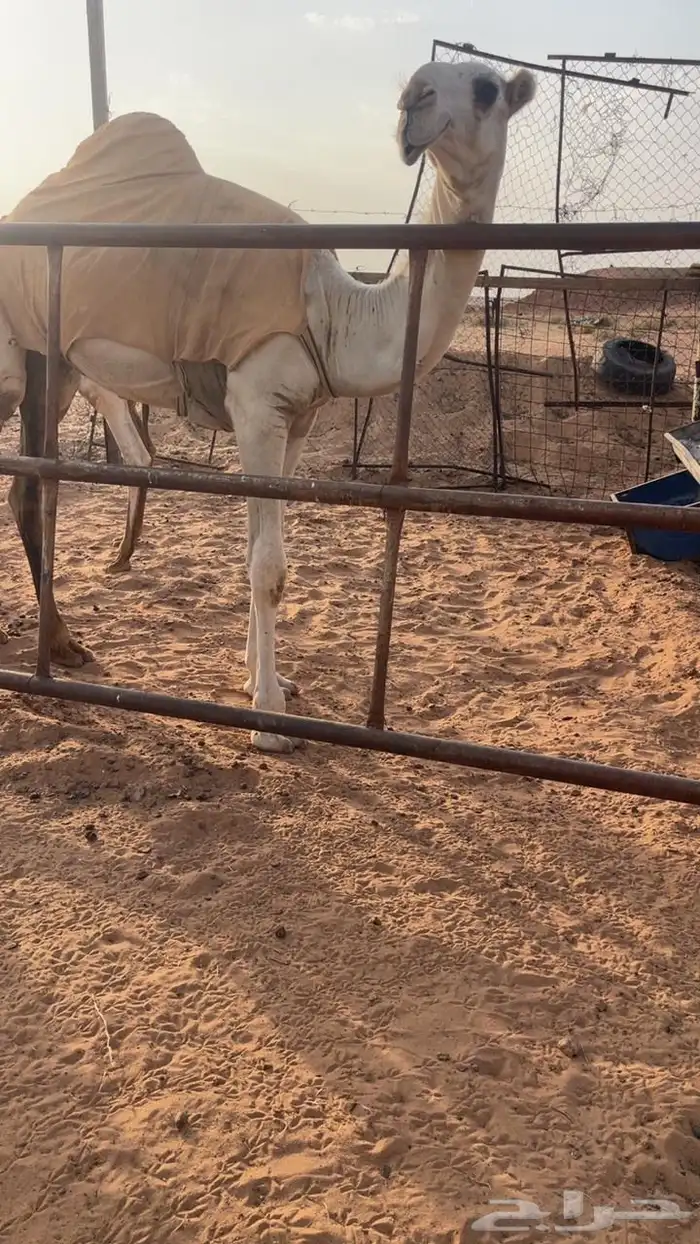 قعود باتلي كفو حوار عمره 10 شهور 2