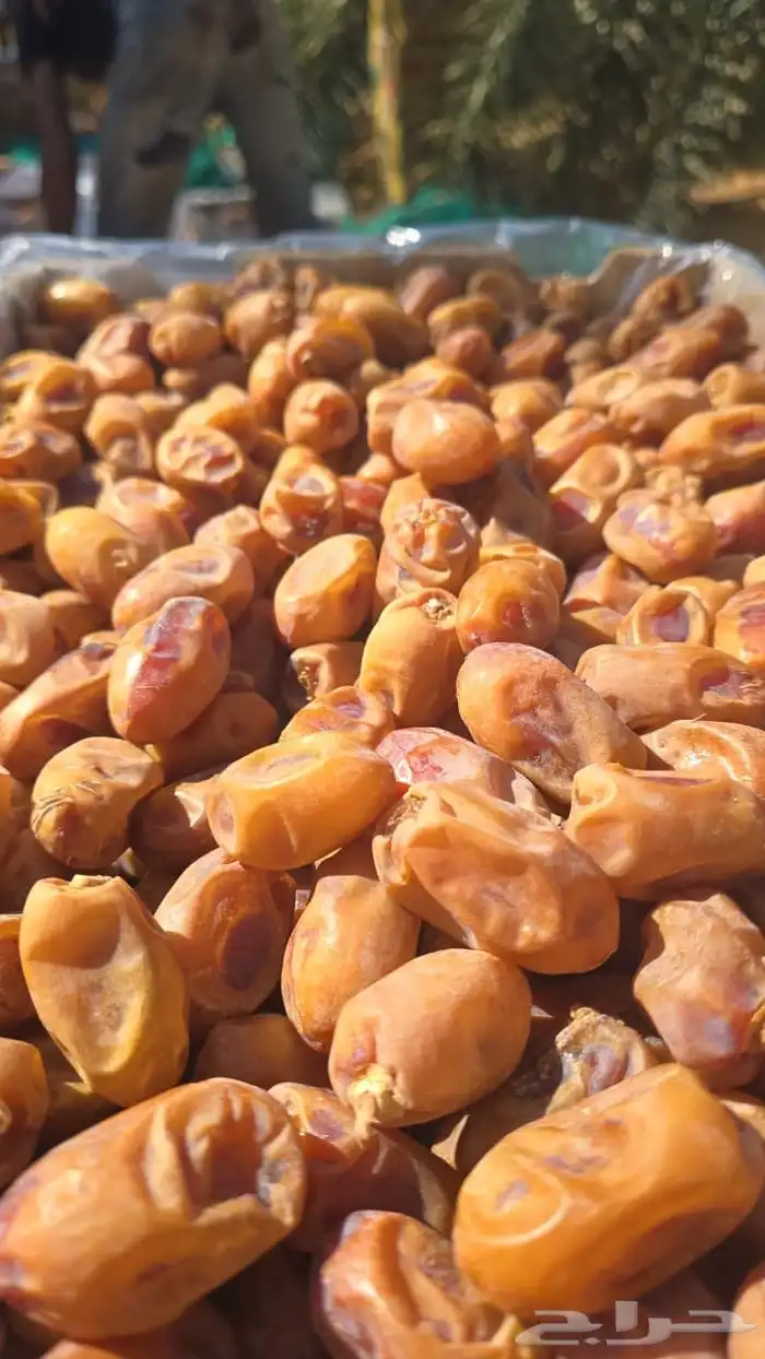 300 كرتون موز تمر اخلاص فاخر اشيقر 2