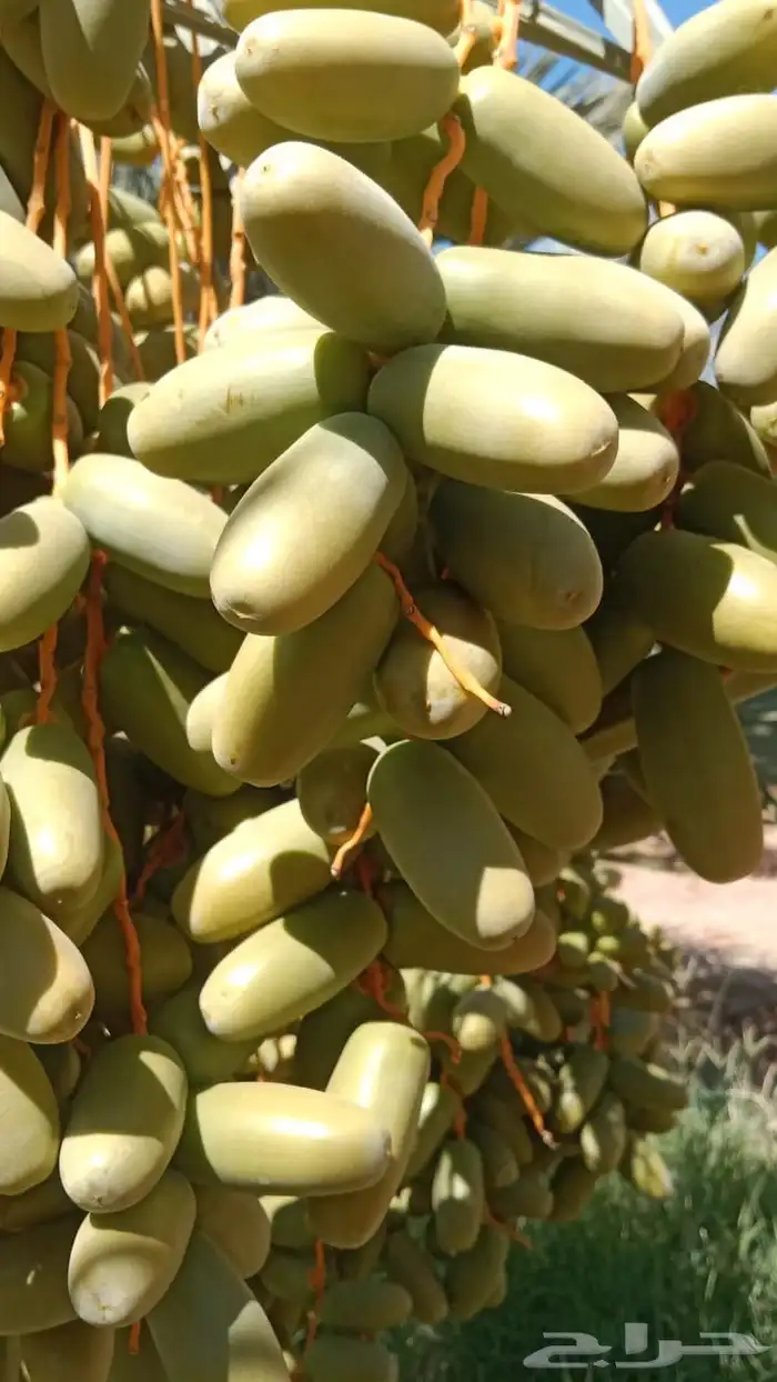 العلا قرية أمتان 4