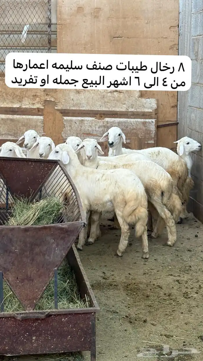 للبيع خرفان ورخال حريات صنف طيبه 1