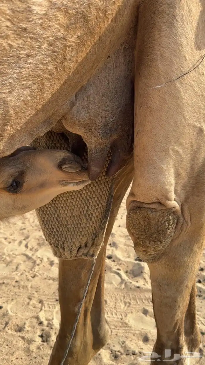 ناقه خلفه تحتها بكره طيبه بالحليب ونفسها ومحالبها شرط 0