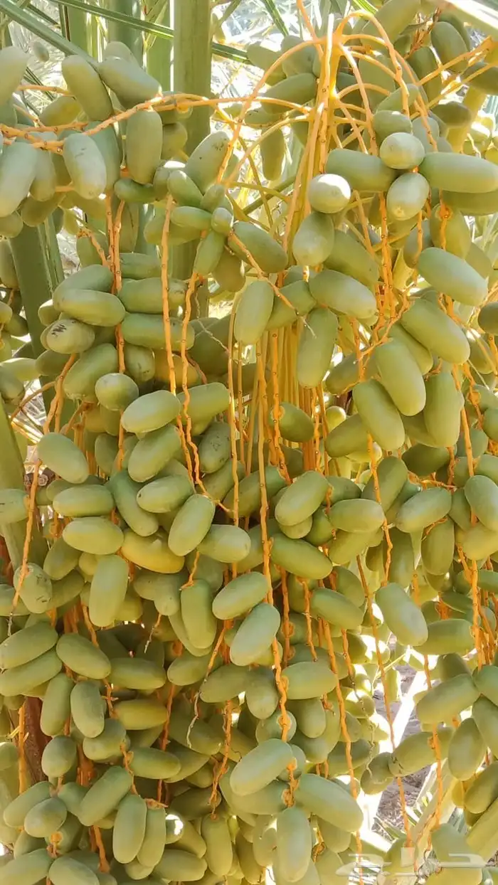 العلا قرية أمتان 3