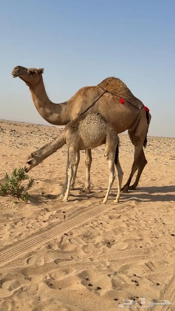 ناقه خلفه تحتها بكره طيبه بالحليب ونفسها ومحالبها شرط 4