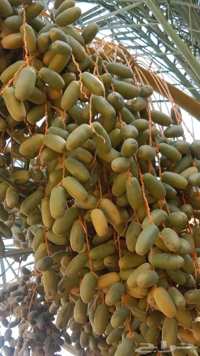 العلا قرية أمتان 6