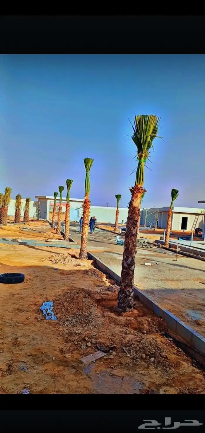 يوجد لاديناء نخيل من جميع لانواع 5