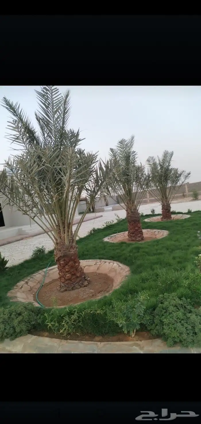 يوجد لاديناء نخيل من جميع لانواع 8