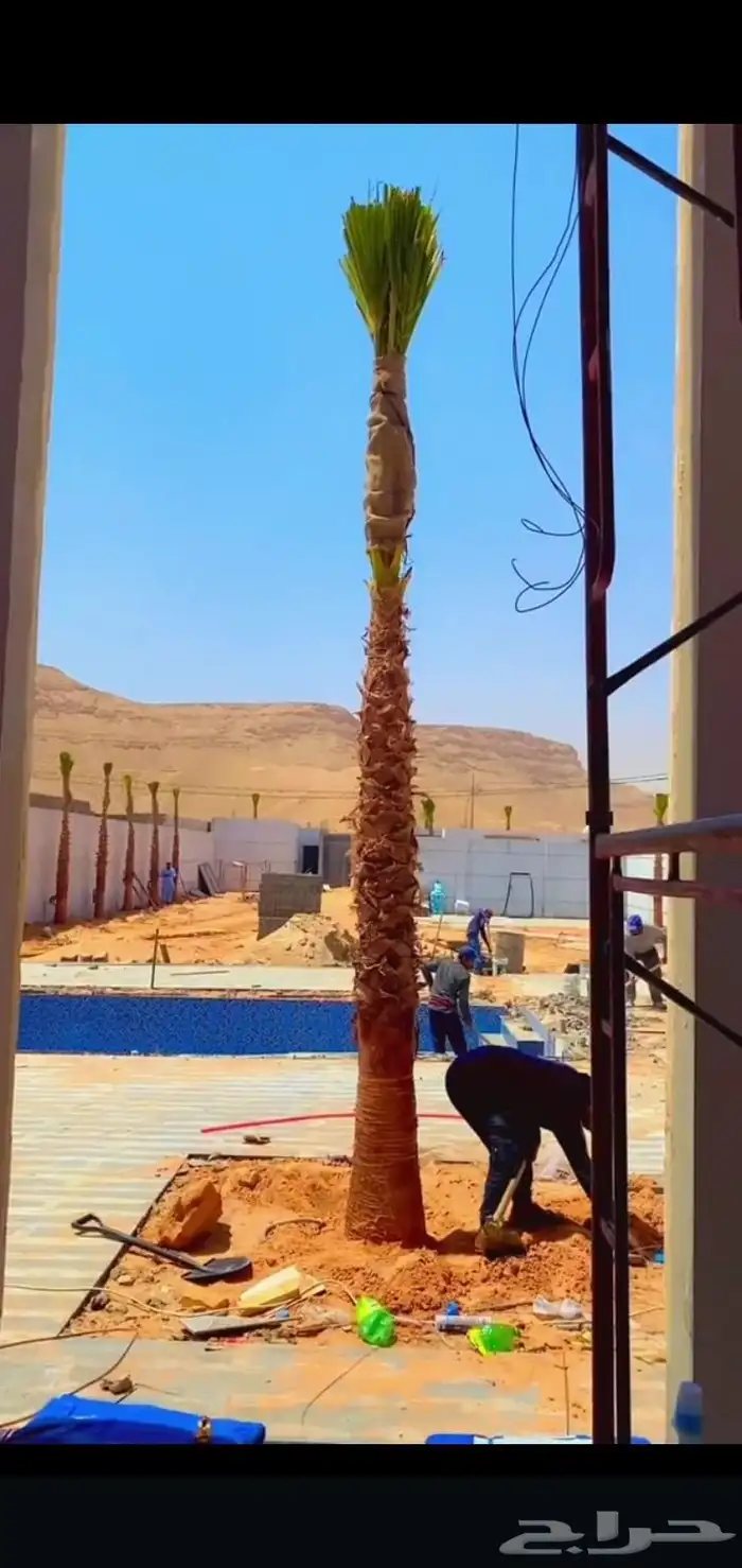 نخل واشنطن زينه درجه اولى لتواصل والاستفسار 1