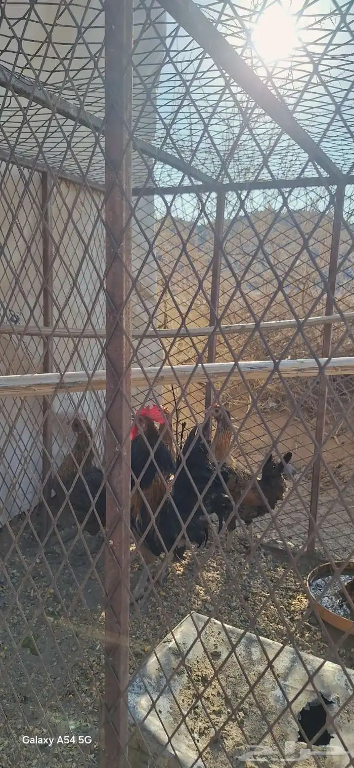 دجاج كفو العداد12 دجاج شرط حضان و بياض 4