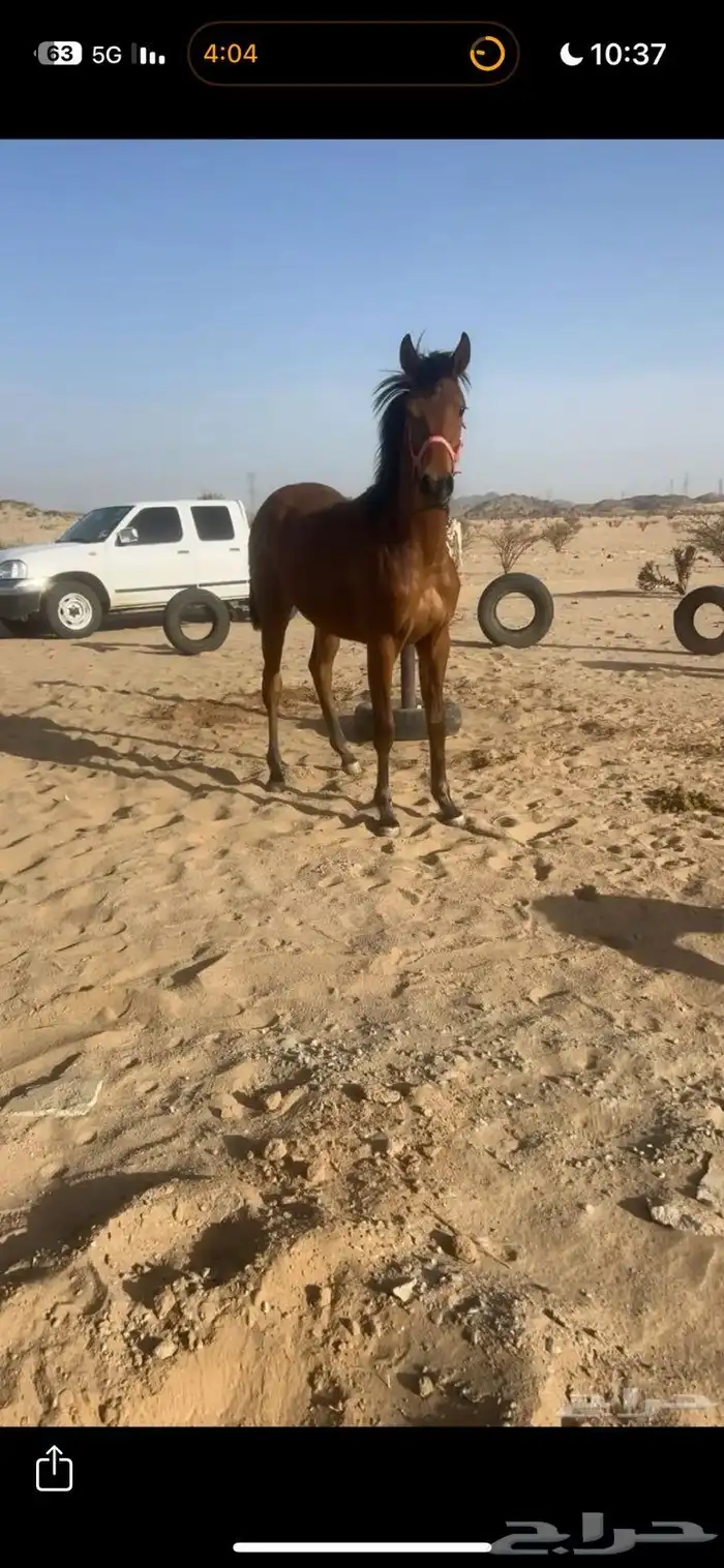 حصان شعبي للبيع 2