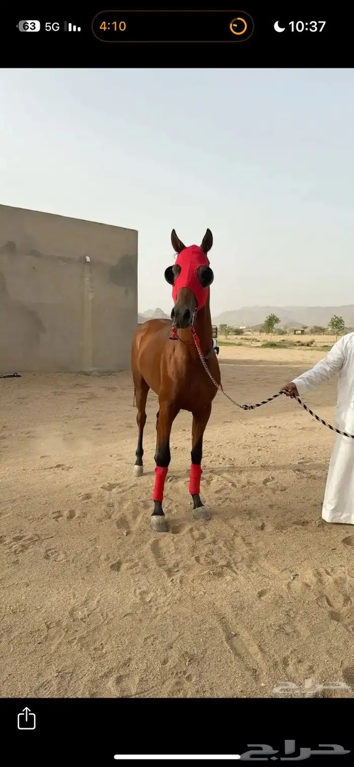 حصان شعبي للبيع 1