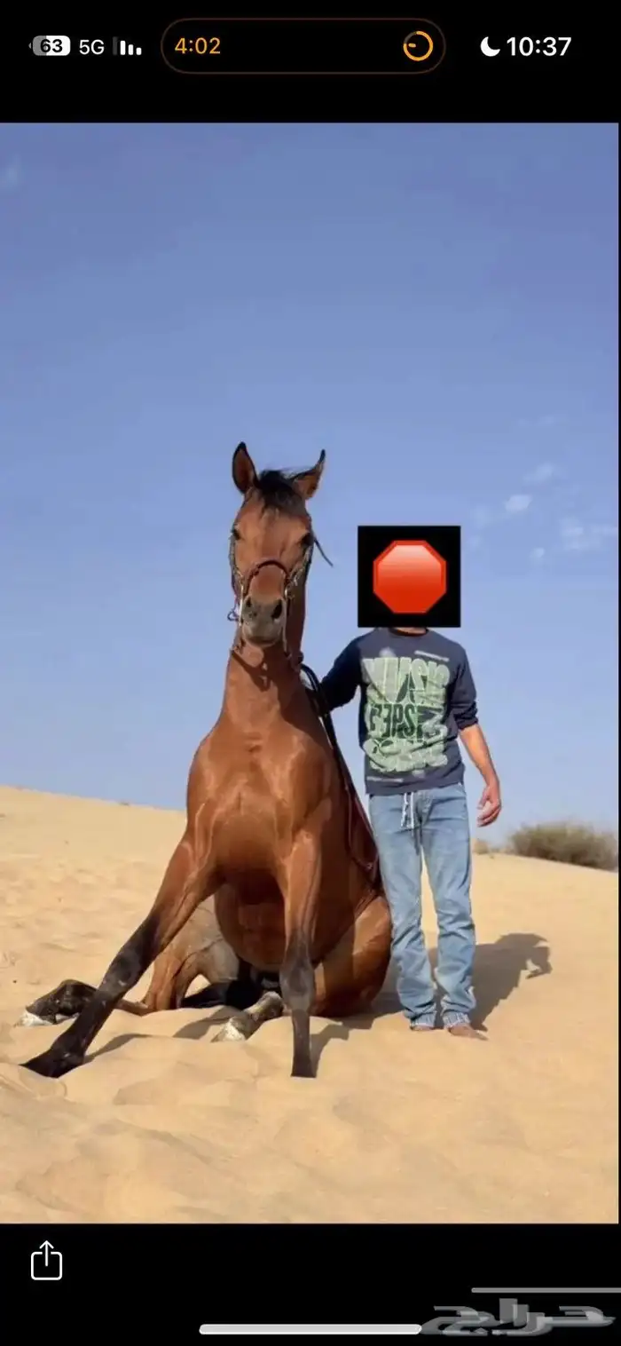 حصان شعبي للبيع 4