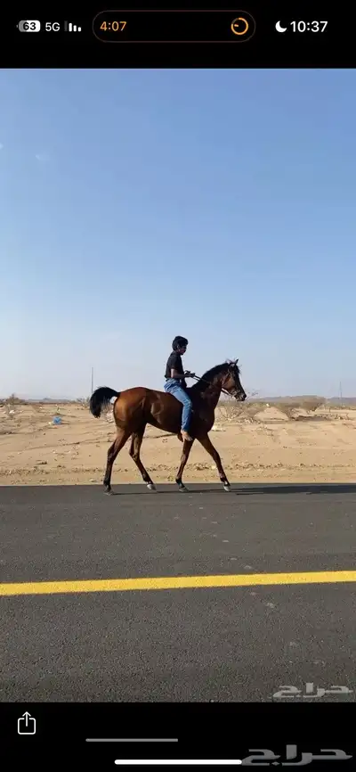 حصان شعبي للبيع index