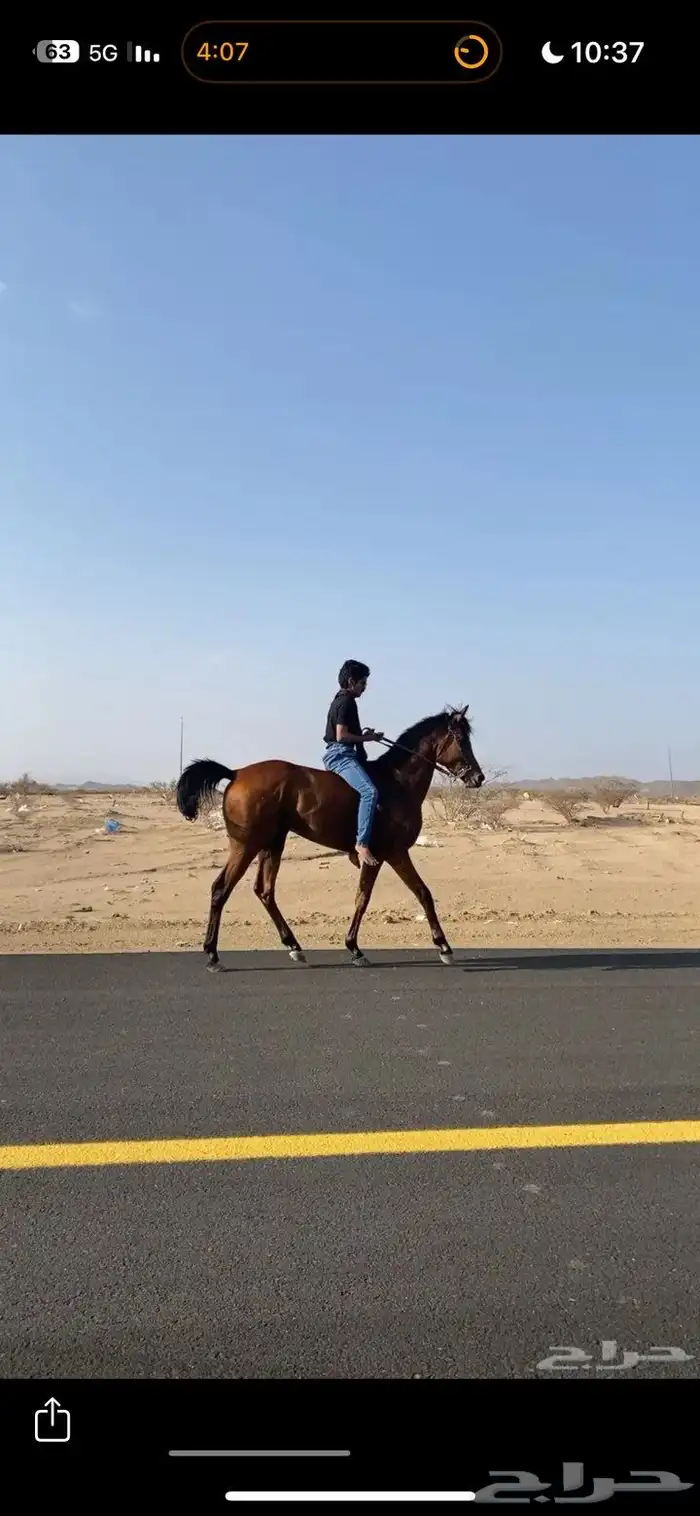 حصان شعبي للبيع 0
