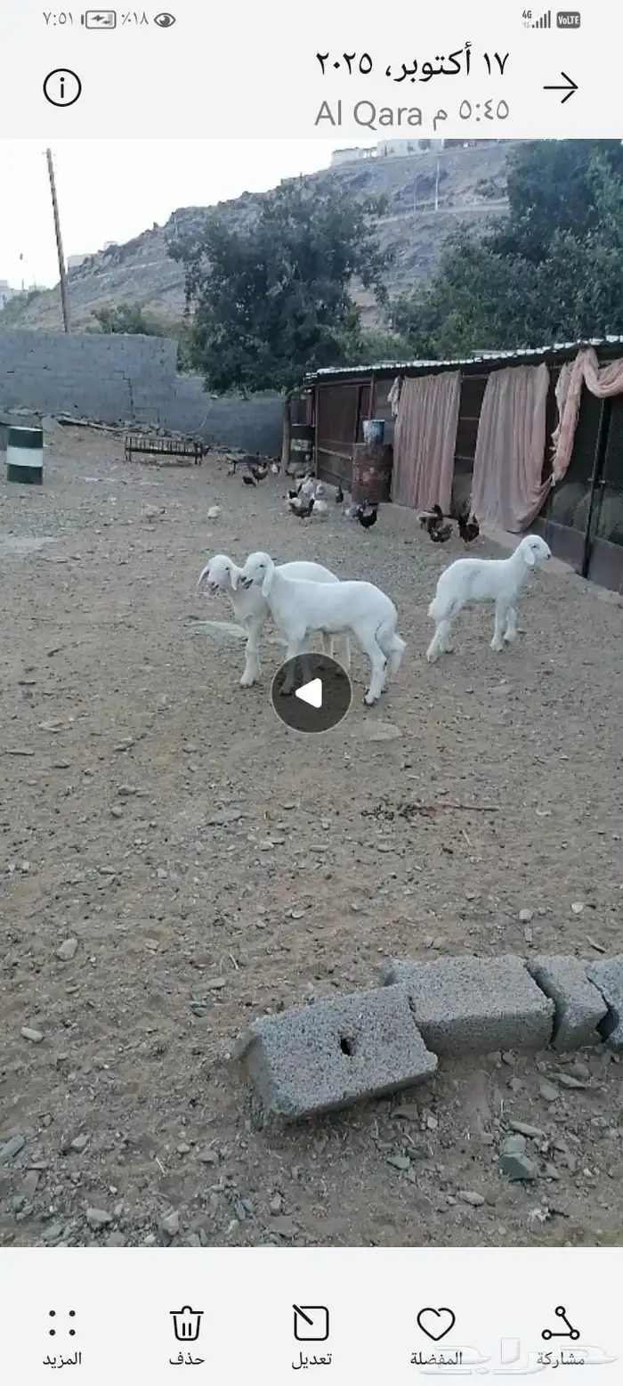 مراح راس الطير 0