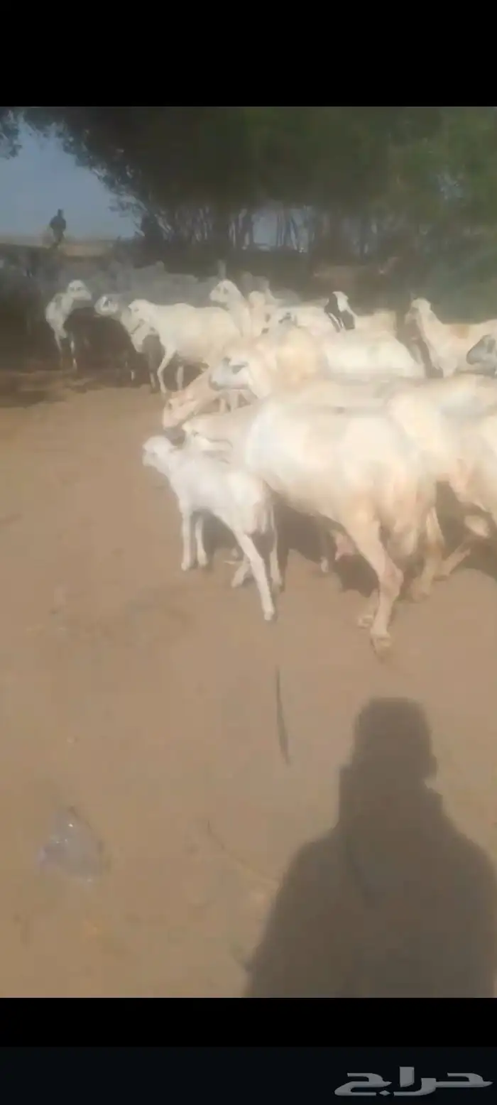 يوجد لدينا ضان رفيددات مولدات ودفيع 0