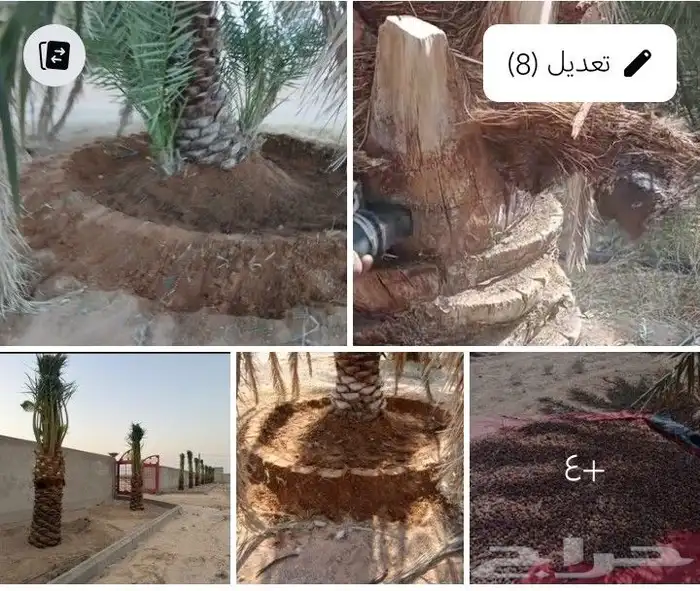 يوجد لنا عمال جديد وتحويضوقلعه وركز النخيل وبنيان حجر وترميم 1