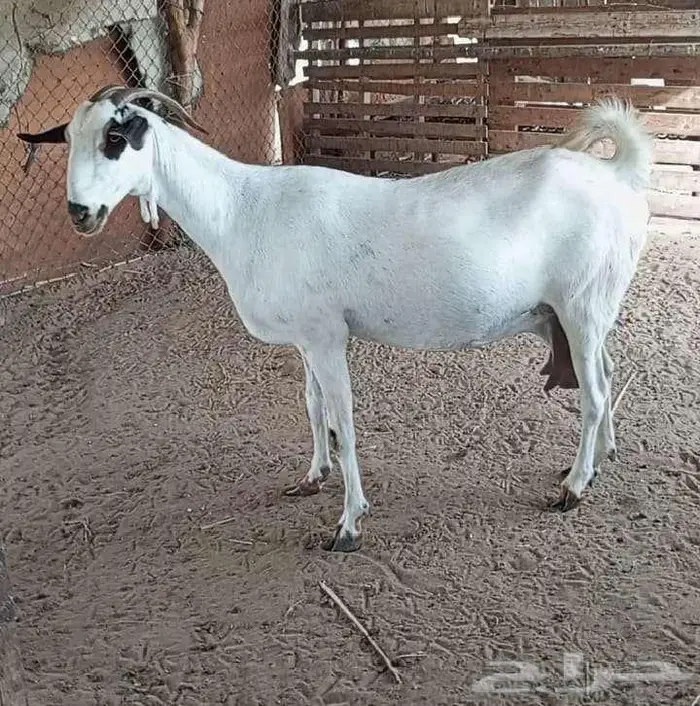 جفره بيشيه 6