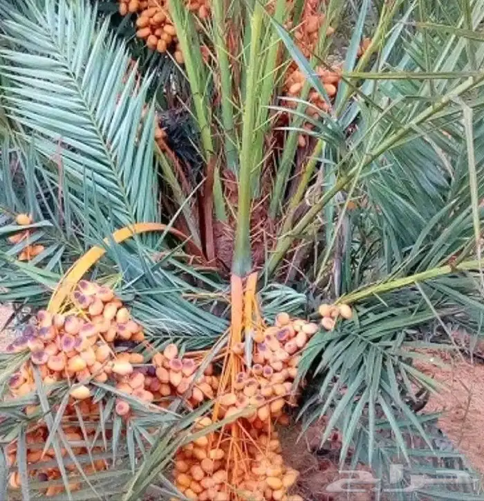 للبيع نخيل عربي مثمر نقايل وفسايل جميع المقاسات والانواع 6