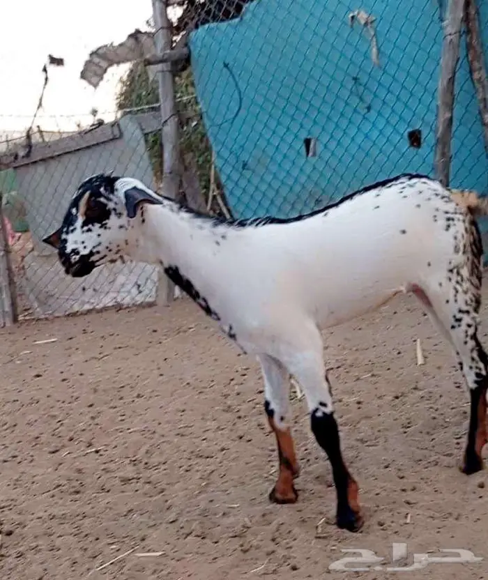 جفره بيشيه 1