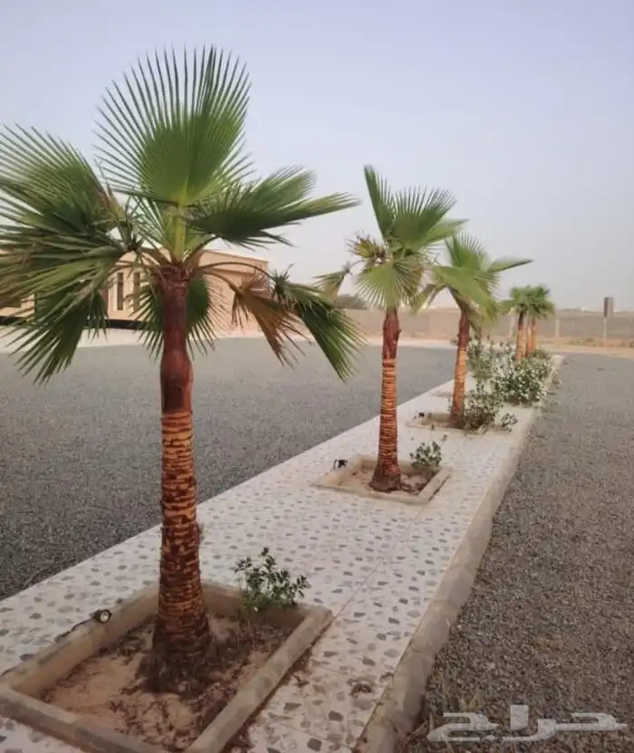 الحفر البطان 18