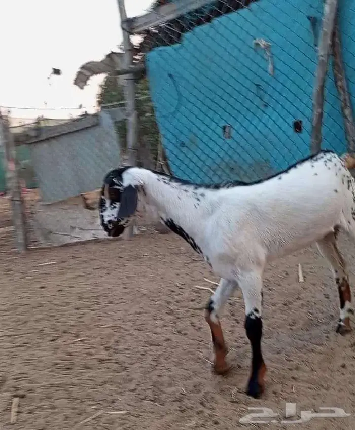 جفره بيشيه 4