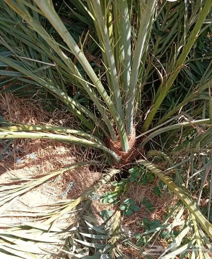 نخل فروخ مثمرة 3