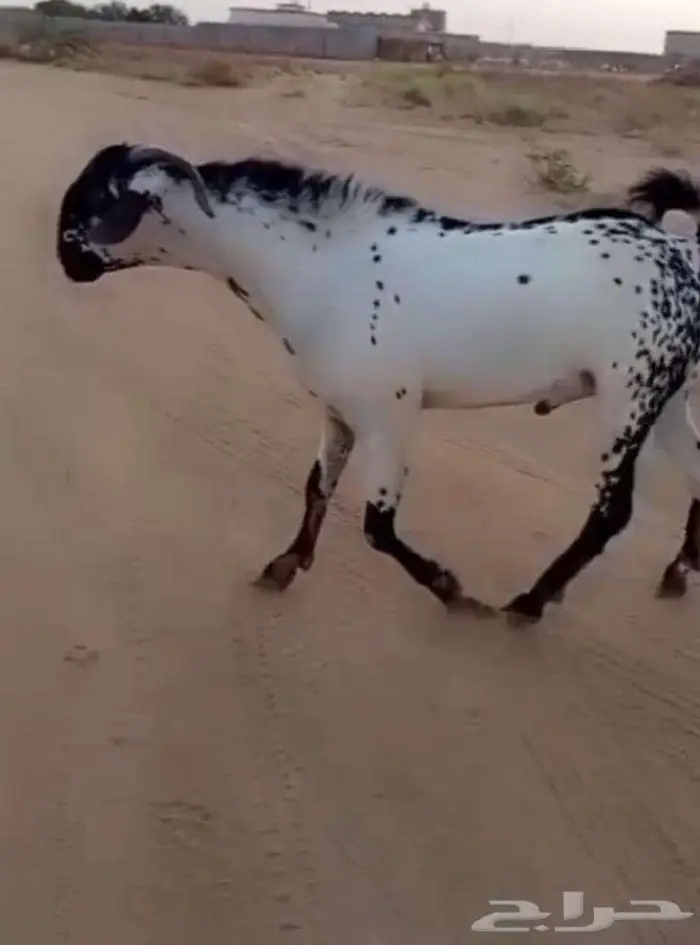 جفره بيشيه 5