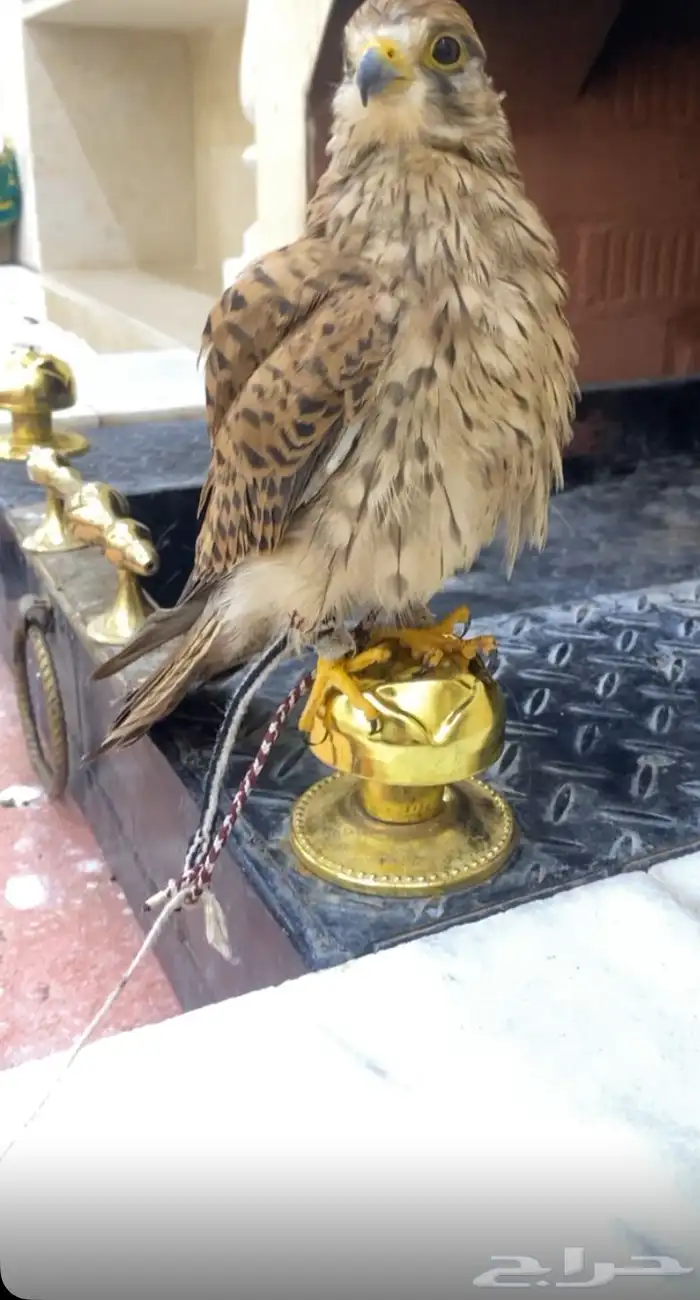 للبيع باشق 4