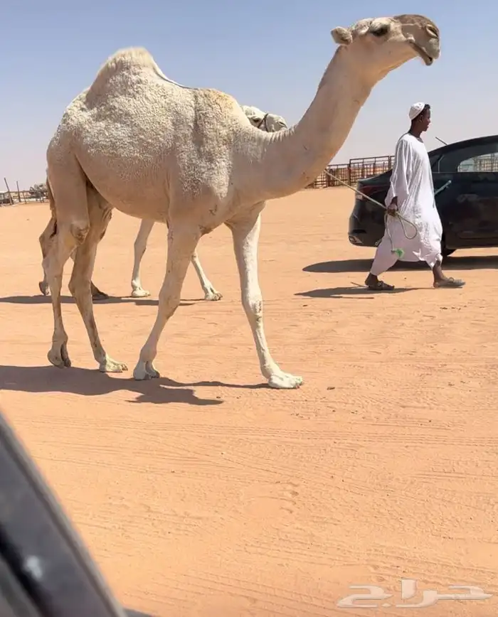 للبيع قعود كفو 1