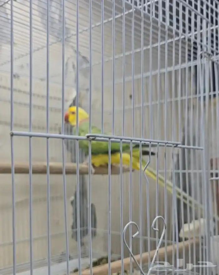 دره هولندي 1
