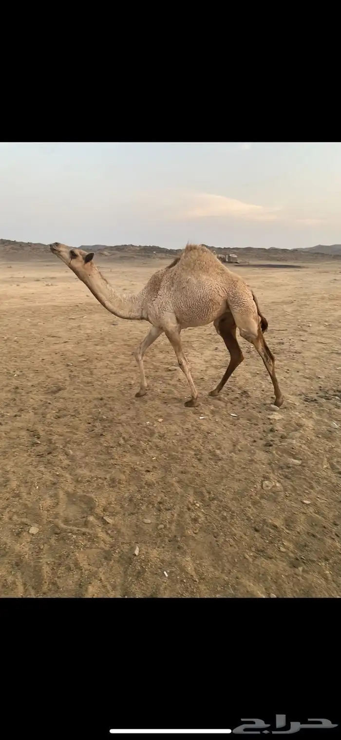بكره للبيع 0