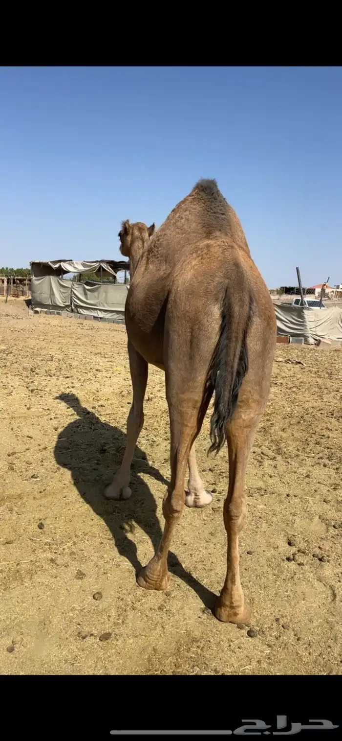 حمراء مقنوي ع ضراب للبيع الحد 7500 4