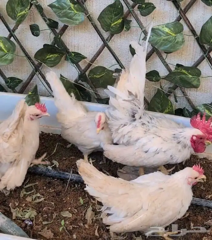 دجاج جبنيز للبيع 1