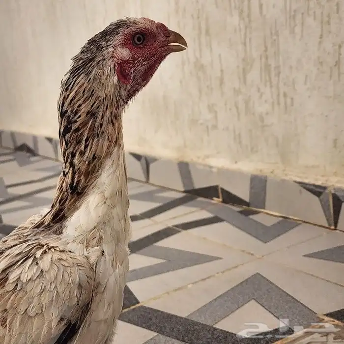 دجاجه كوشامو 3