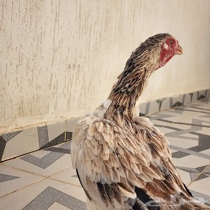 دجاجه كوشامو 4