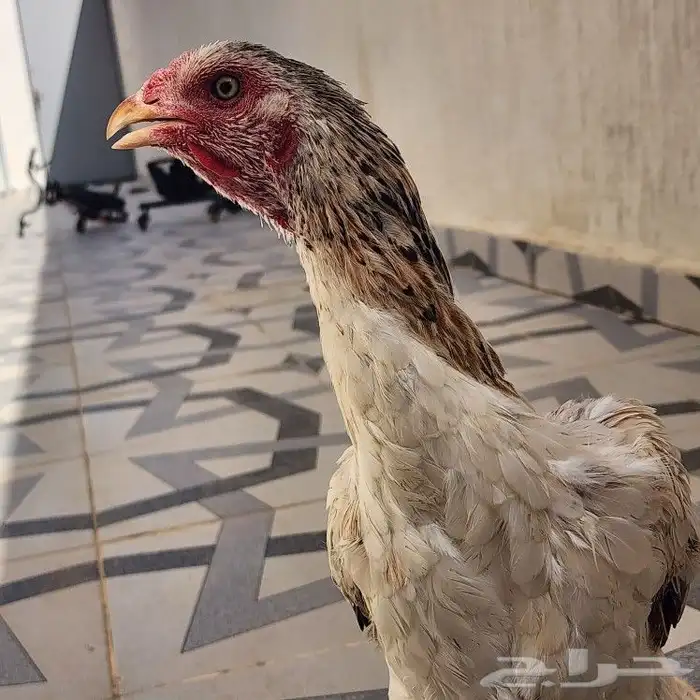 دجاجه كوشامو 0