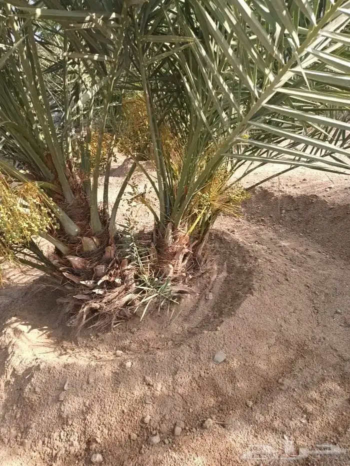 يوجد لدينا نخل للبيع 1