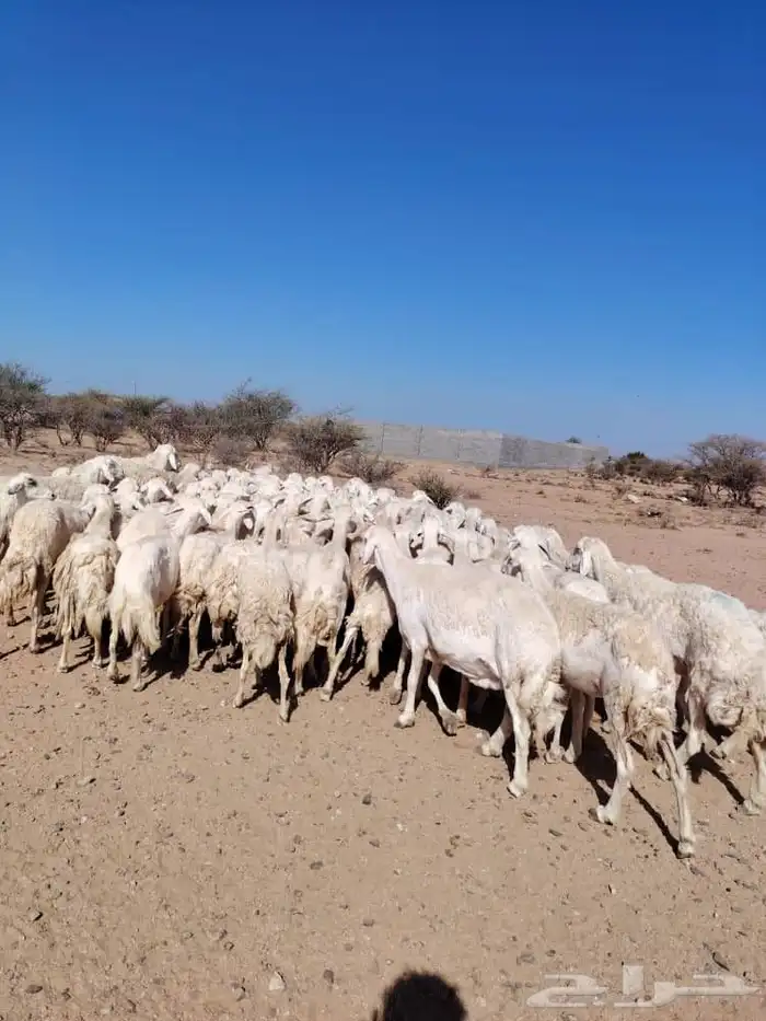 غنم حري حرشش كفو 1