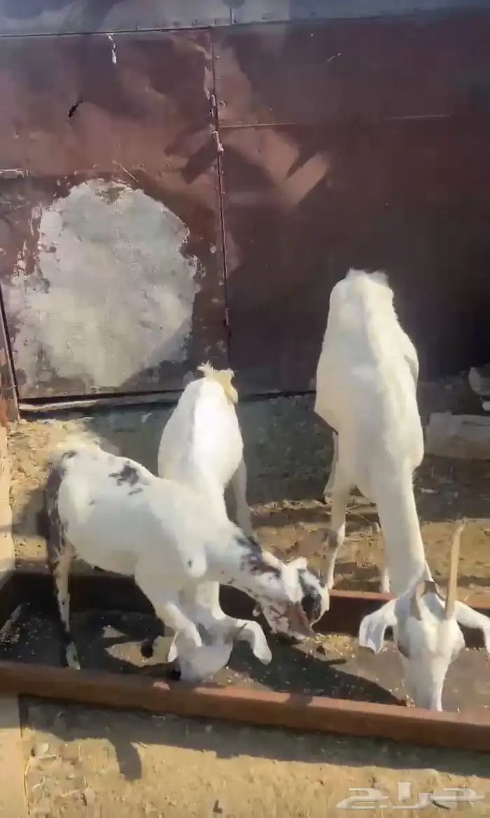 معزا 0