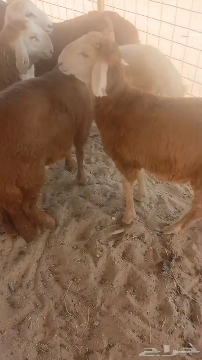 ذبايح سواكن 0