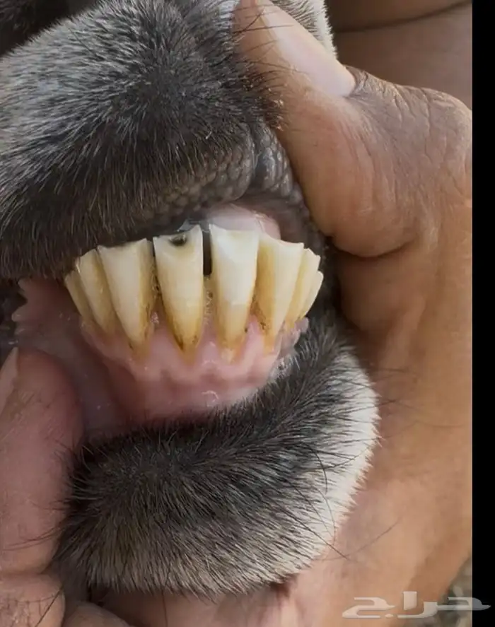 عنز مضرع (سونار) ( تم البيع ) 4